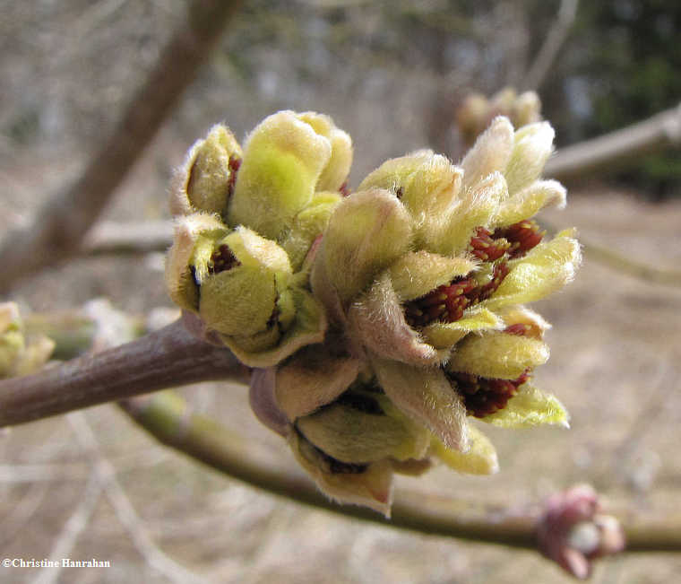 Manitoba maple buds