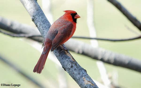 Cardinal, male