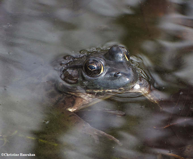 Green frog  (Rana clamitans)