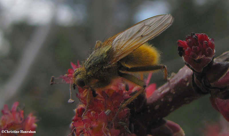 Yellow dung fly  (Scathophaga sp.)