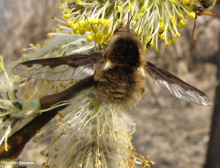 Bee fly (Bombylius major)