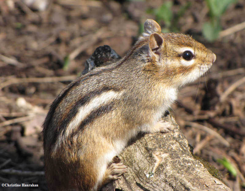 Chipmunk