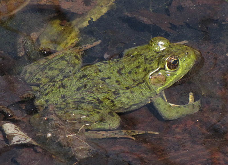Green frog  (Rana clamitans), in the BYG pond