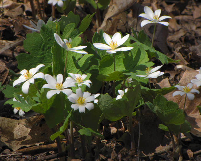 Bloodroot  (Sanguinaria canadense) in Ash woods