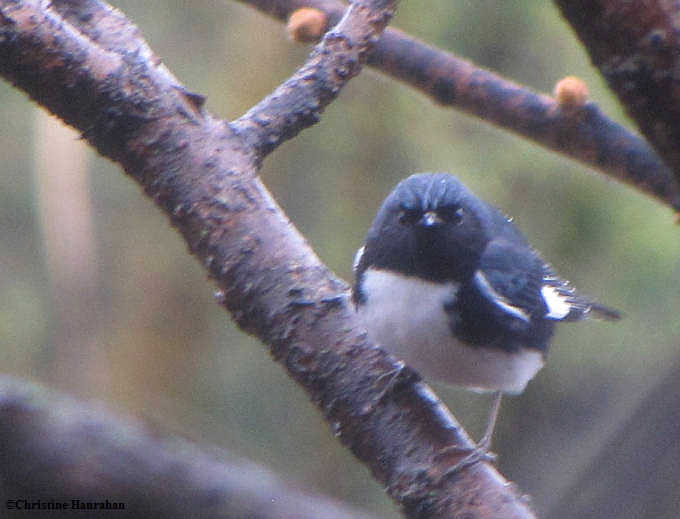 Black-throated blue warbler