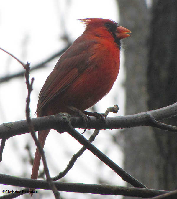 Northern cardinal, male