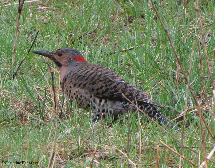 Northern flicker, male