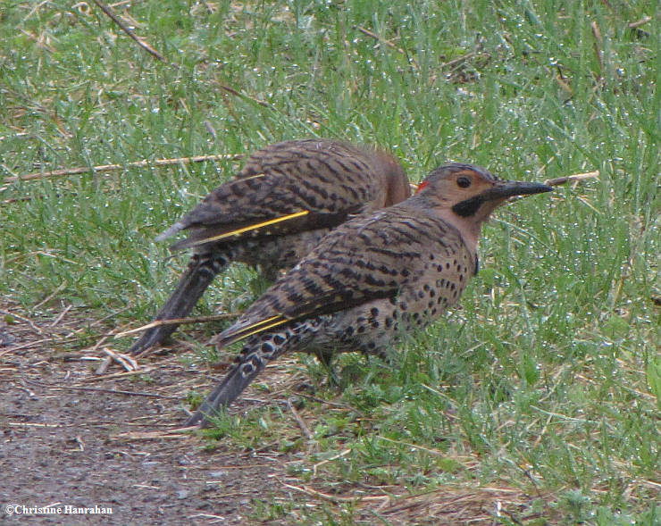 Northern flickers