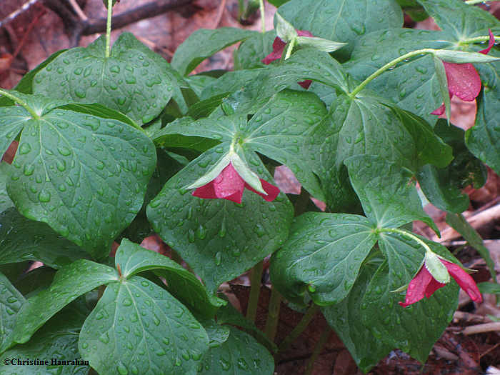 Red trillium in the Ash woods