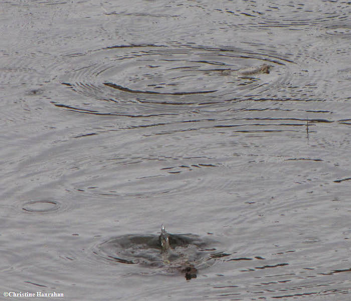 Toads thrashing around in the water