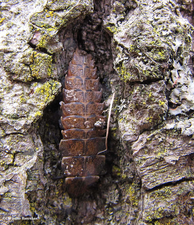 Firefly larva, Lampyrid sp.
