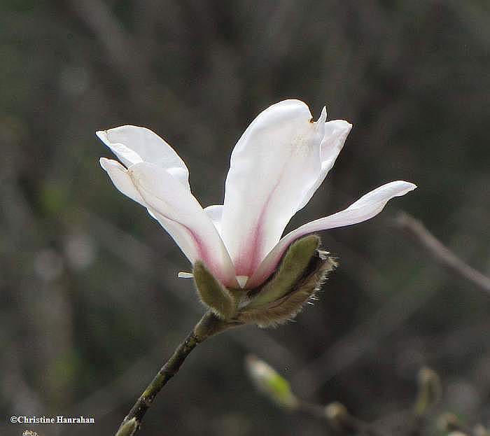 Magnolia