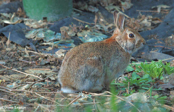 Cottontail rabbit