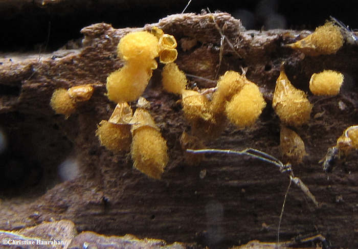 Slime mould (Hemitrichia clavata)
