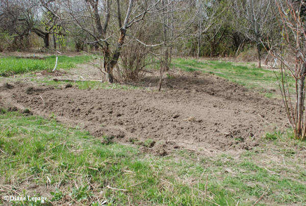 Another rototilled section of the Butterfly meadow