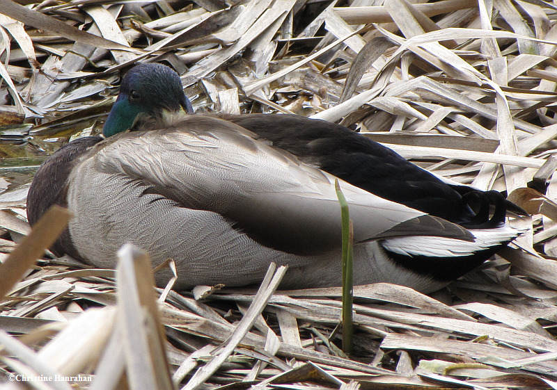 Mallard, male, resting