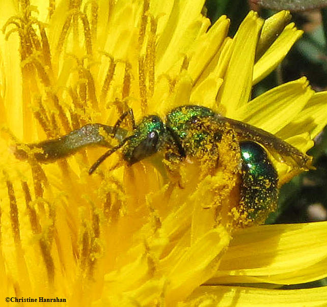 Sweat bee (prob. Agapostemon sp.) on dandelion