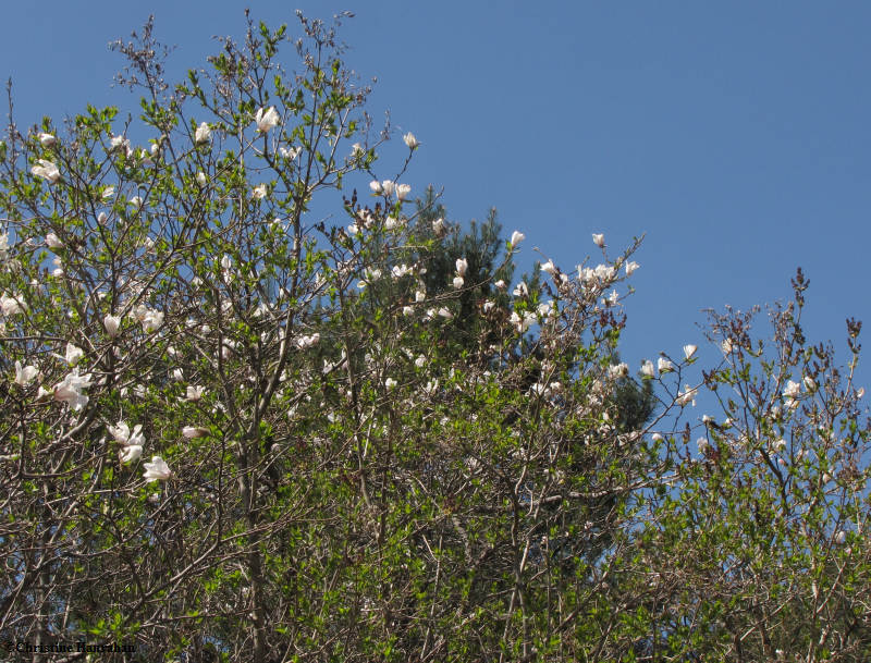 Magnolias against blue sky