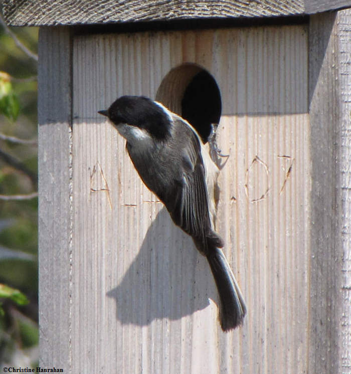 Black-capped chickadee at nest box