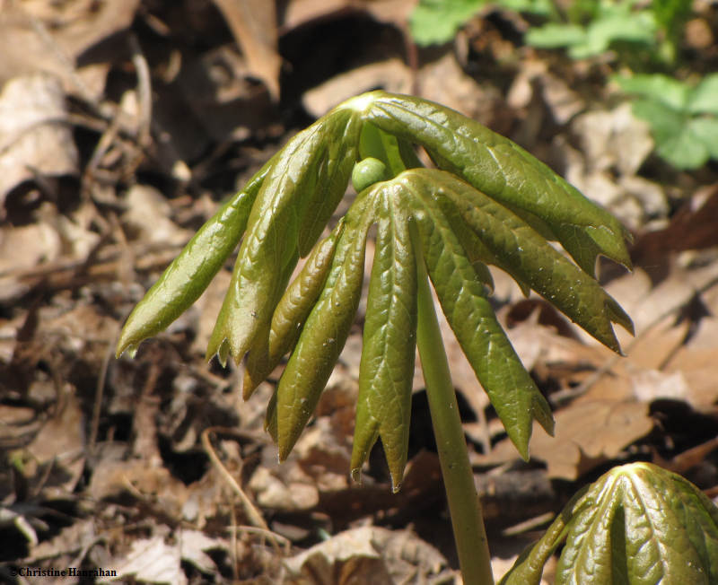 Mayapple