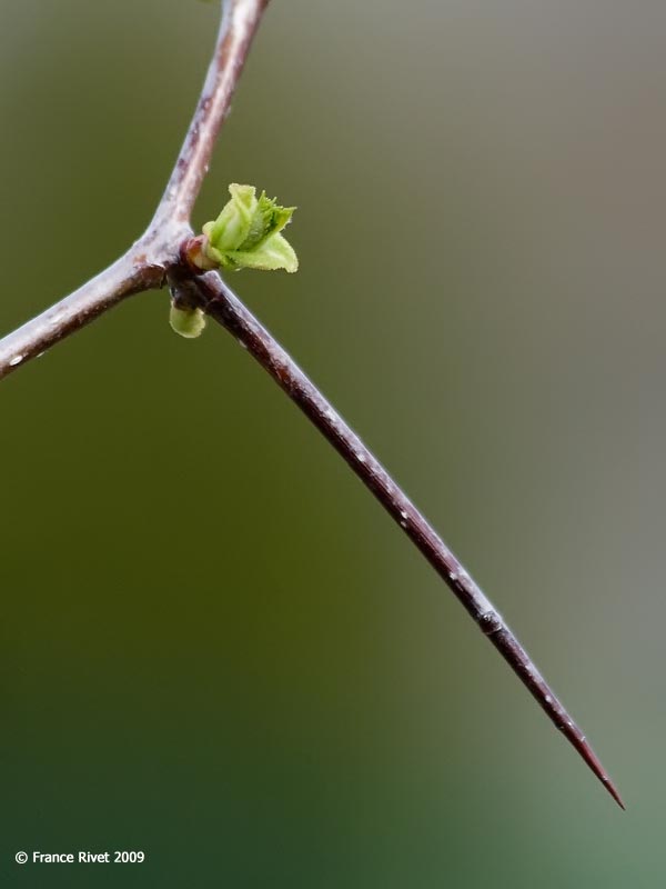 Hawthhorn (Crataegus sp.)
