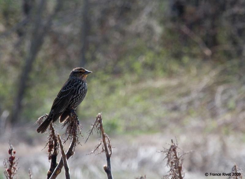 Red-winged blackbird, female