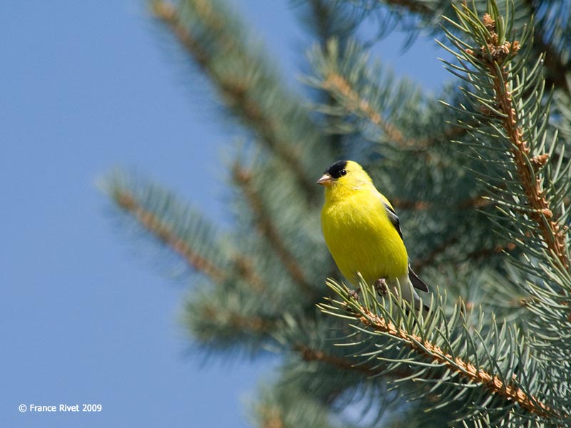 American goldfinch, male