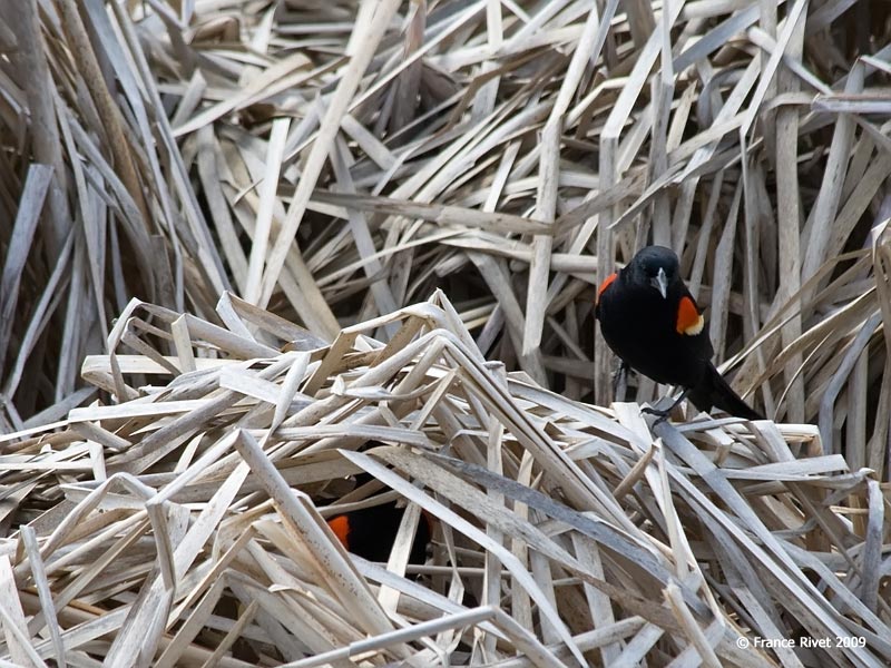 Two male Red-winged blackbirds