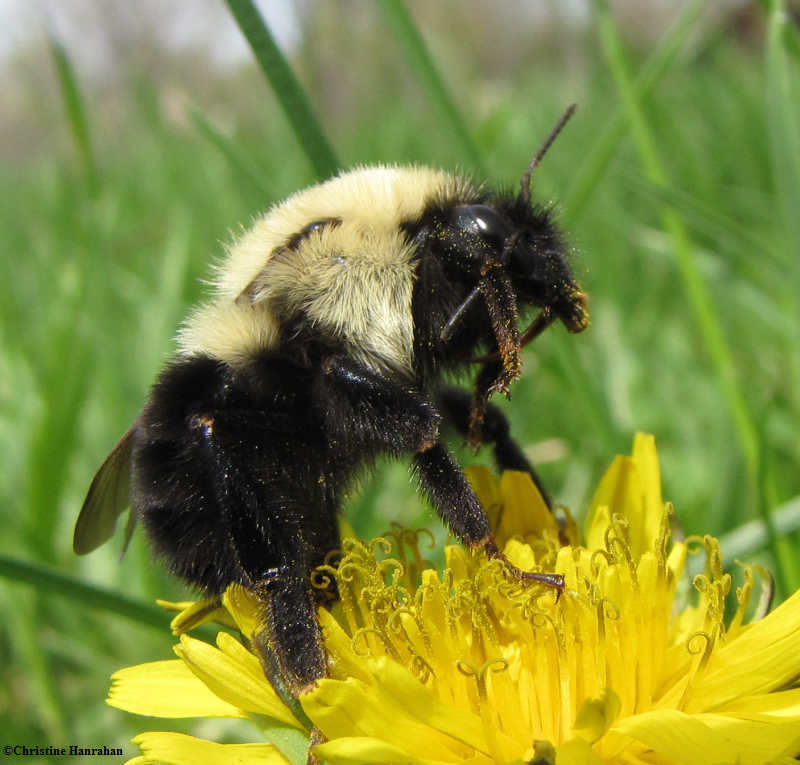 Bumblebee queen (Bombus sp.) on a dandelion