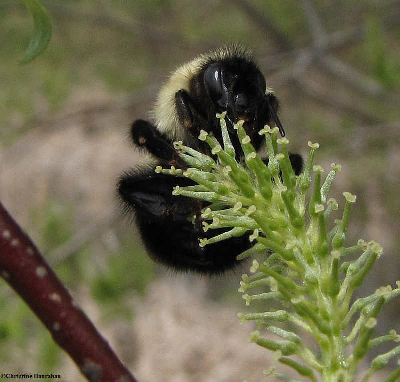 Bumblebee queen (Bombus sp.) on willow, head-on view