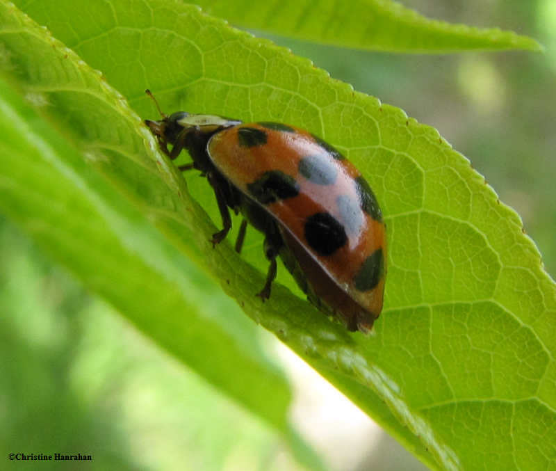 Asian lady beetle (Harmonia axyridis)