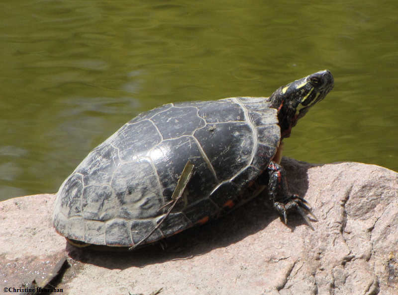 Painted turtle