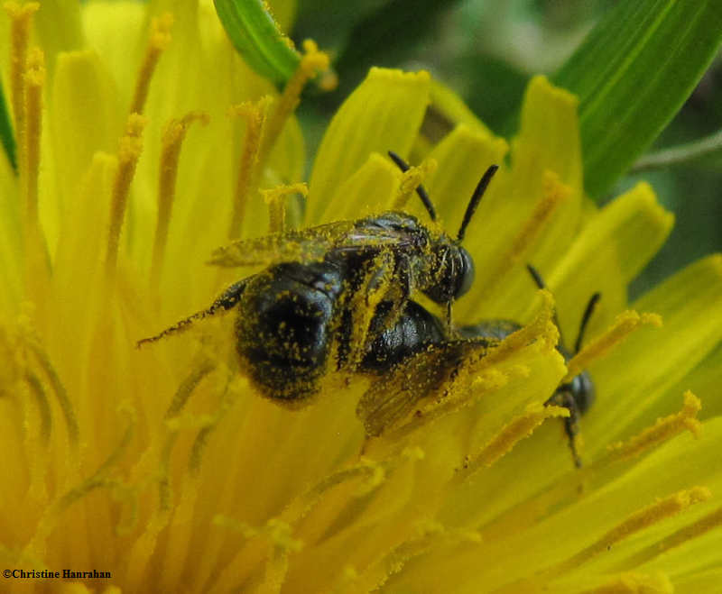Mating bees