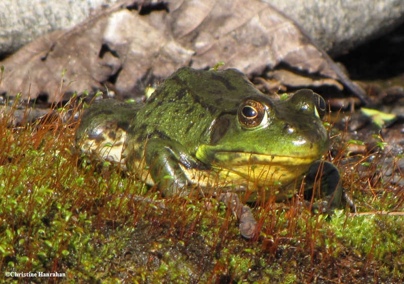 Green frog  (Rana clamitans)