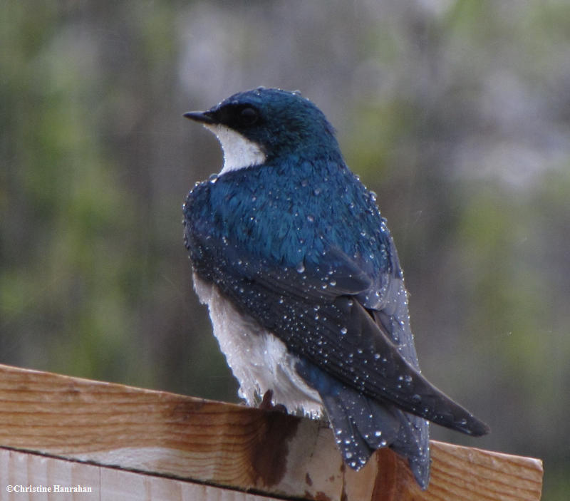 Tree swallow in the rain