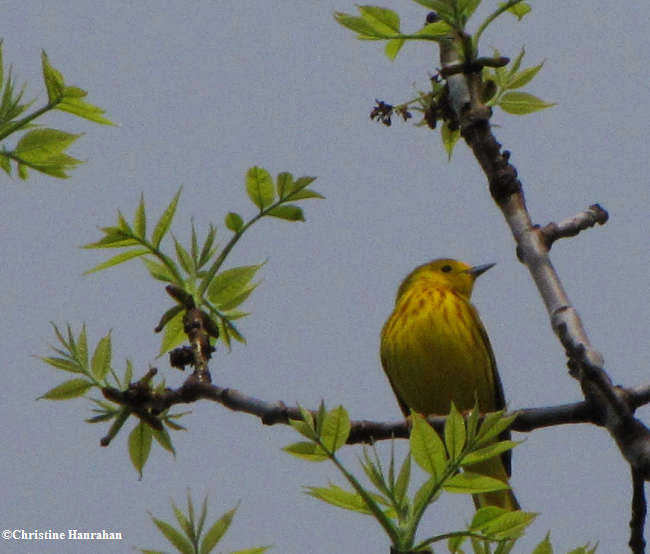 Yellow Warbler