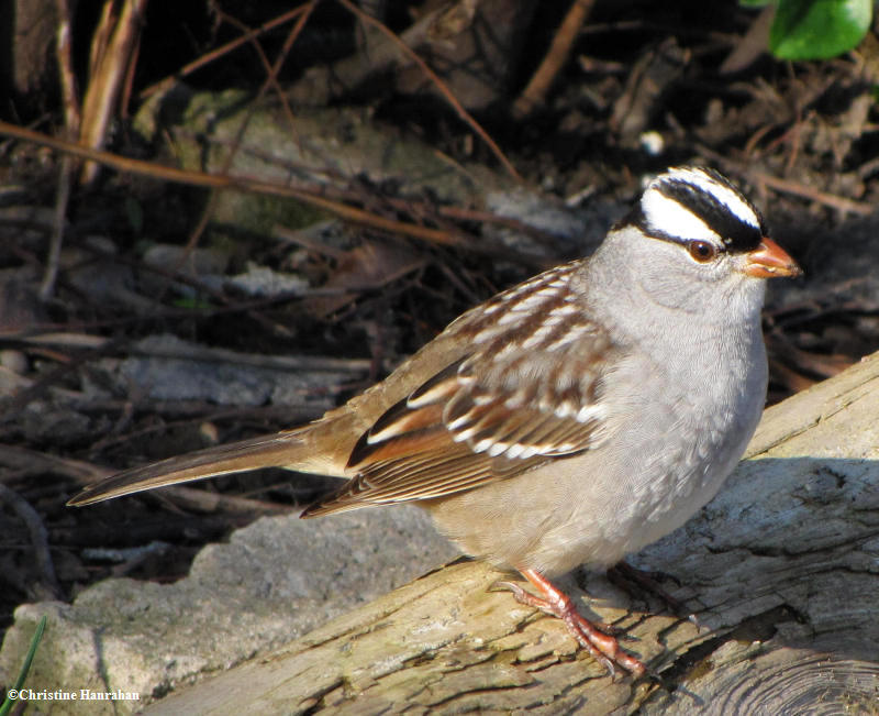 White-crowned sparrow