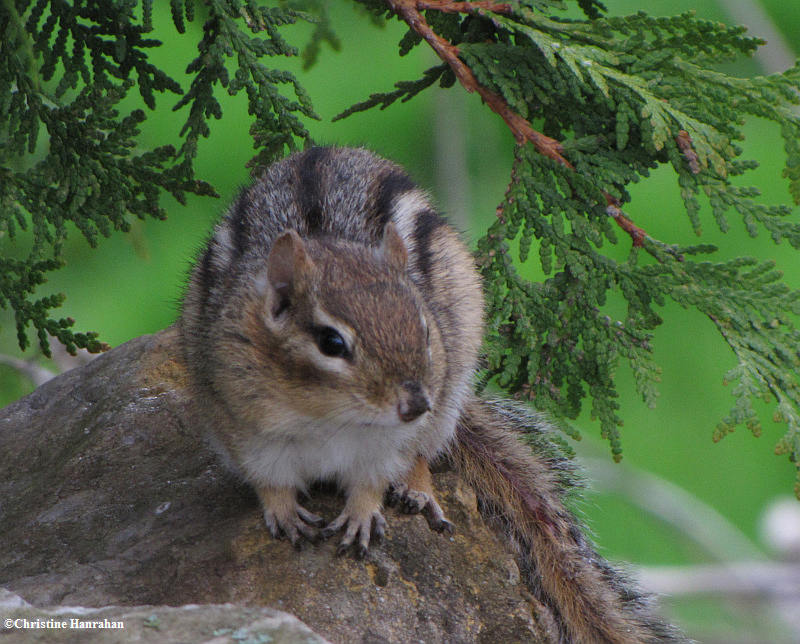 chipmunk