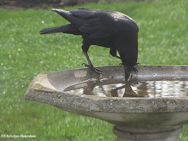 Crow in birdbath