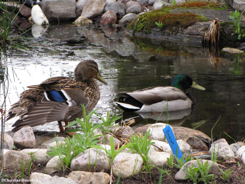Mallard pair