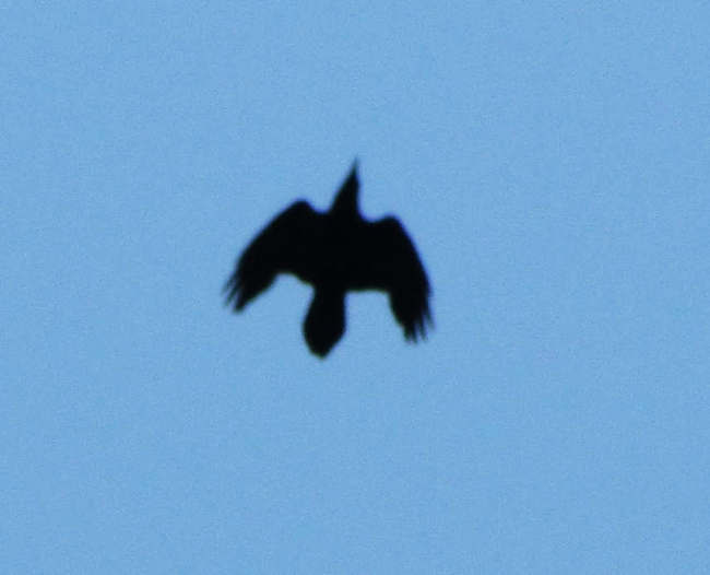 Common raven