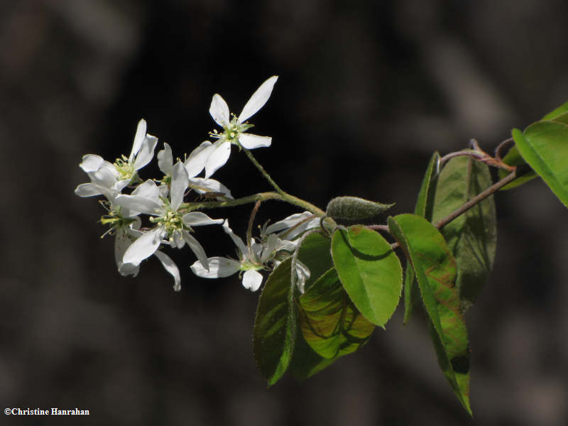 Serviceberry flowers and leaves (Amelanchier sp.)