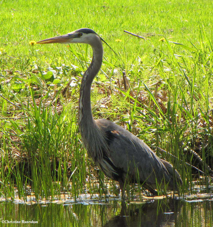 Great blue heron