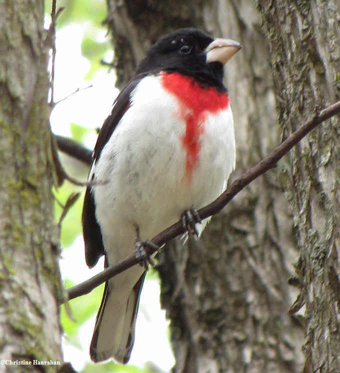 Rose-breasted grosbeak, male