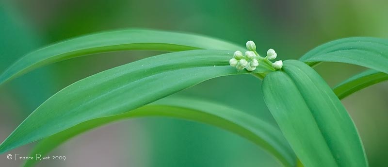False solomon's-seal (Smilacina racemosa)