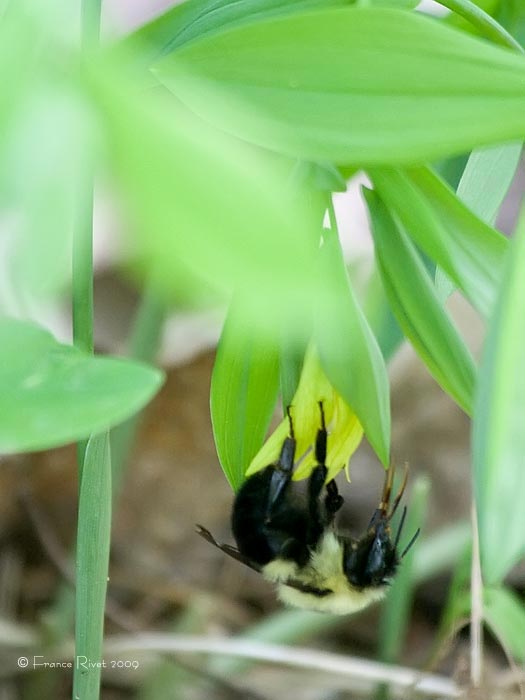 Bumblebee