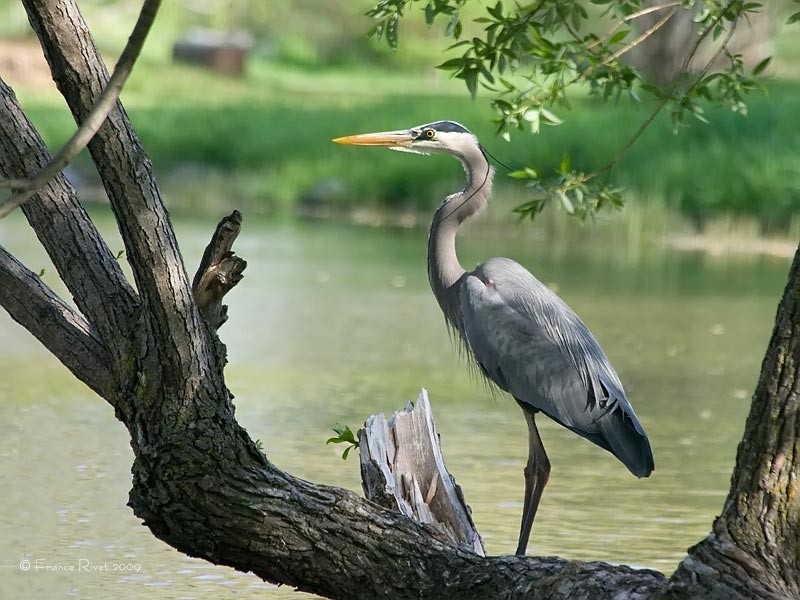 Great blue heron