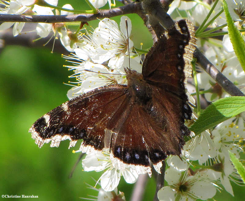 Mourning cloak  (Nymphalis antiopa) on plum blossom