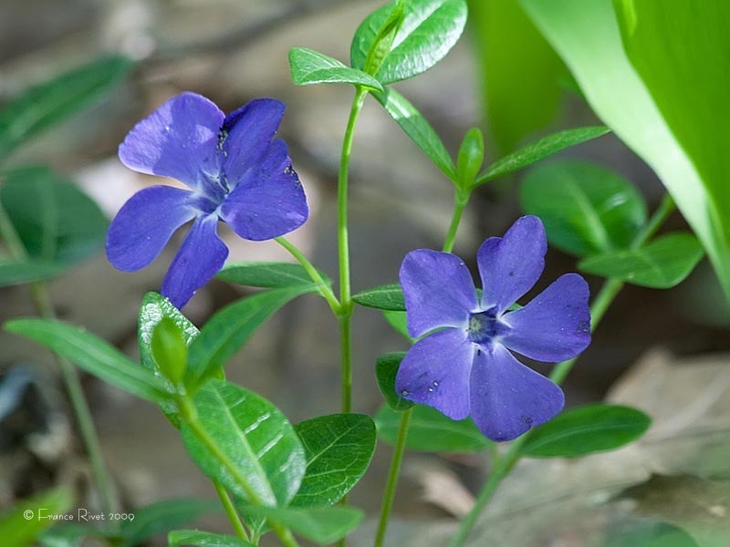 Periwinkle ( Vinca  minor)