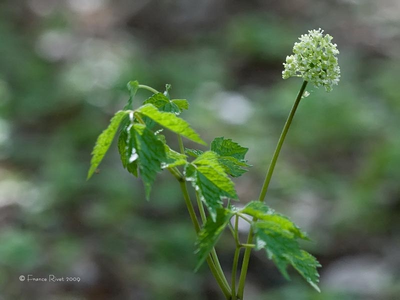 Red baneberry  (Actaea rubra)